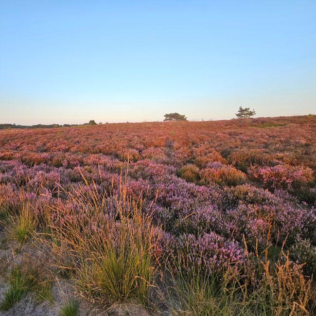 Superpaarse heide