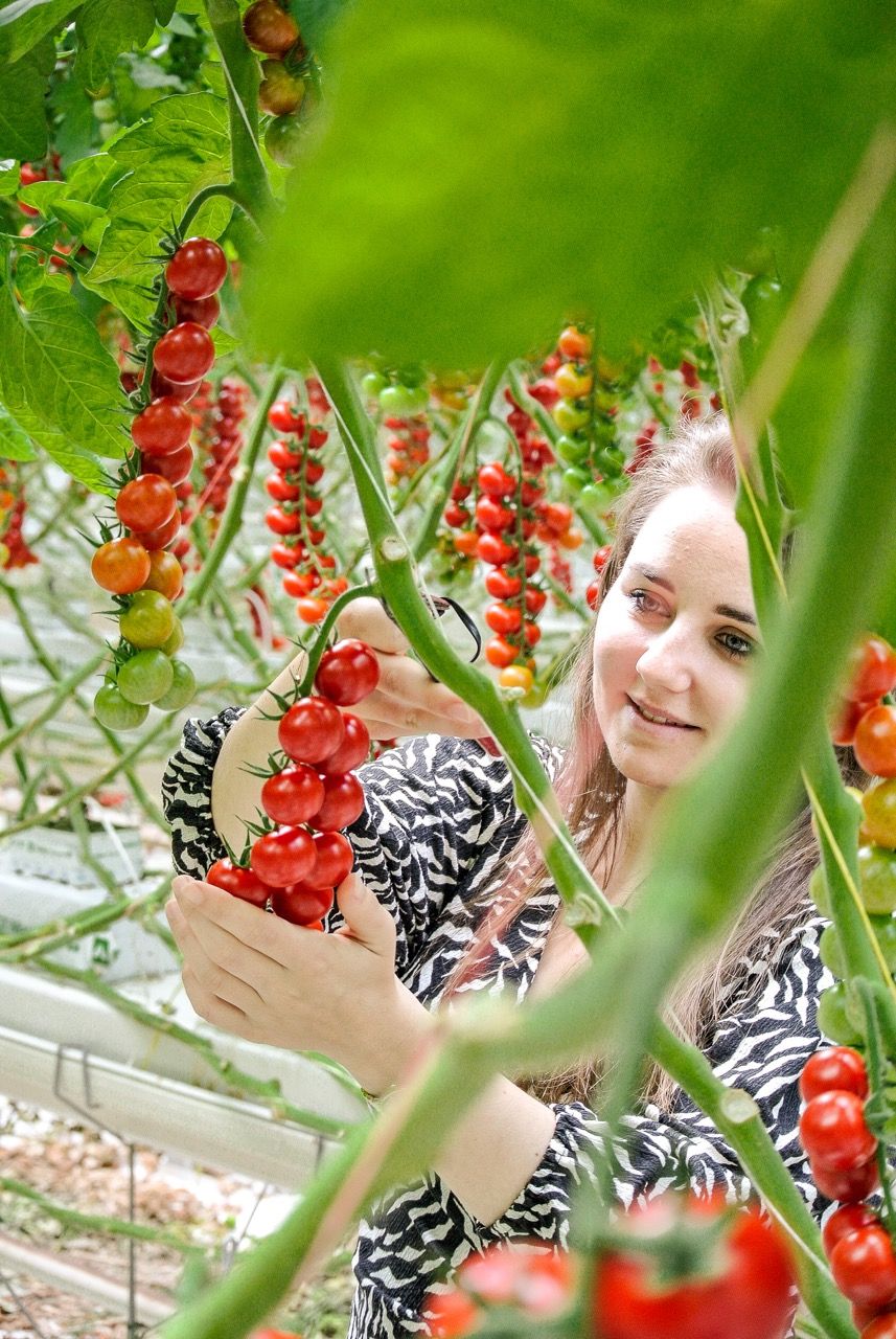 Tomaten bij Kwekerij Peters