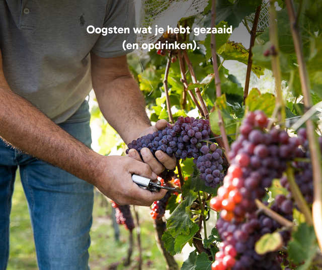 Oogsten wat je gezaaid hebt (en opdrinken)