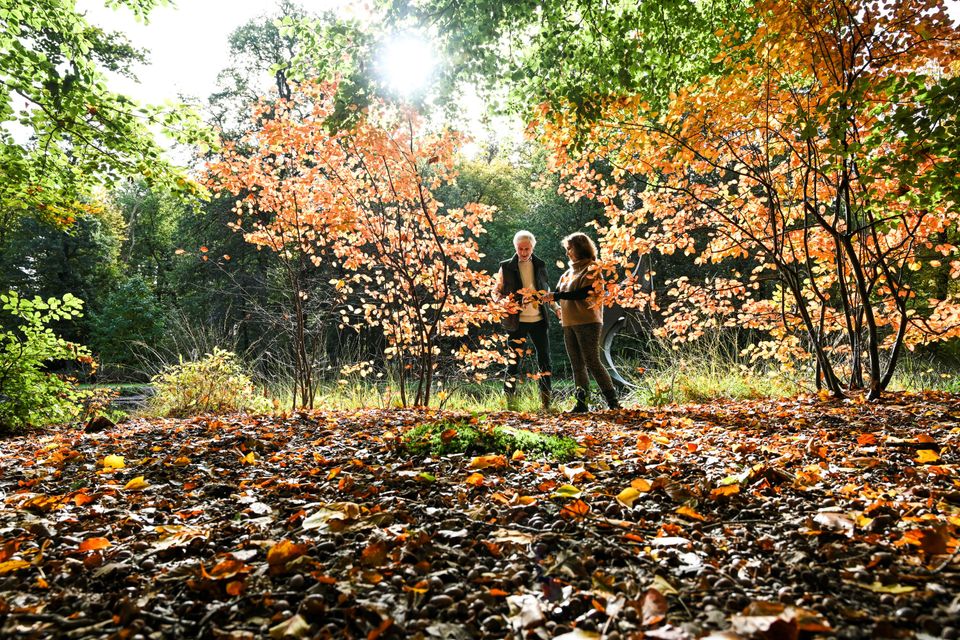 Een stel staat in een bos tussen de herfstbladeren.
