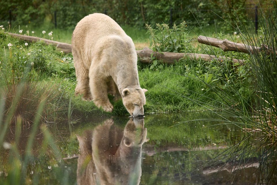Eisbär im AquaZoo