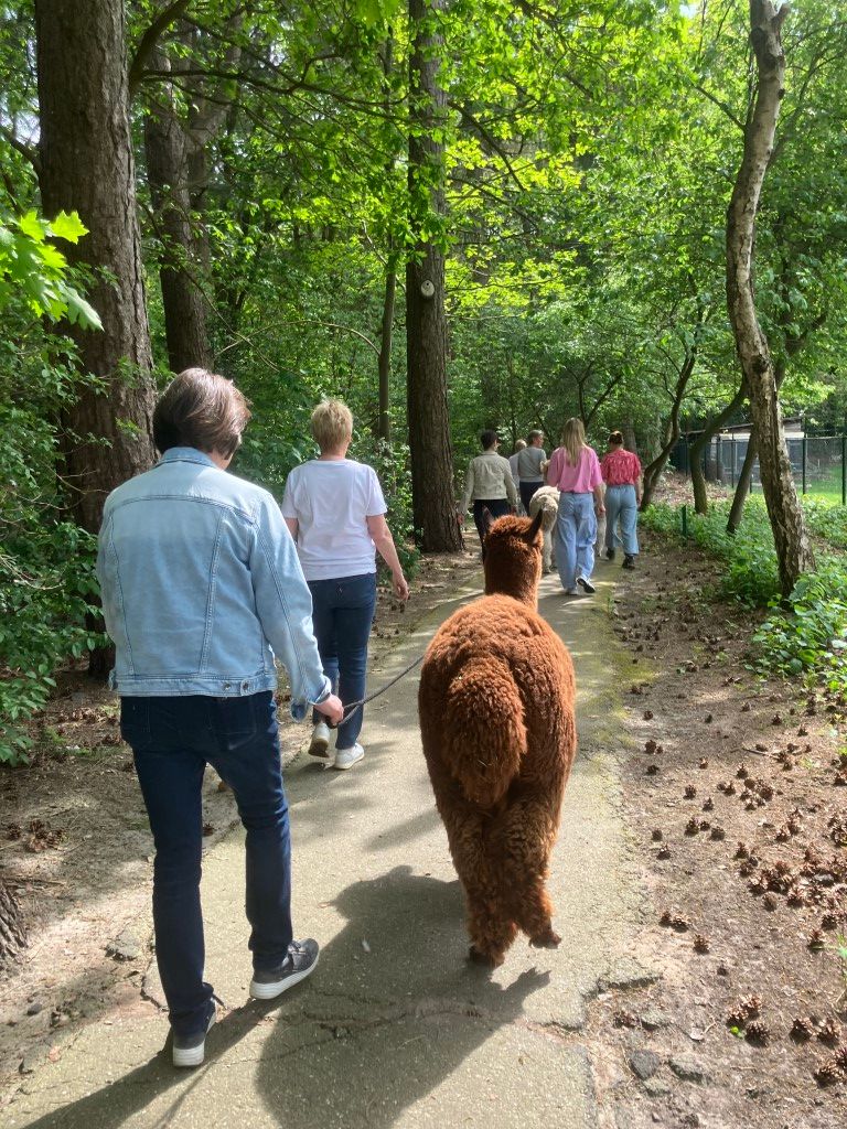 Wandeling met Alpaca's