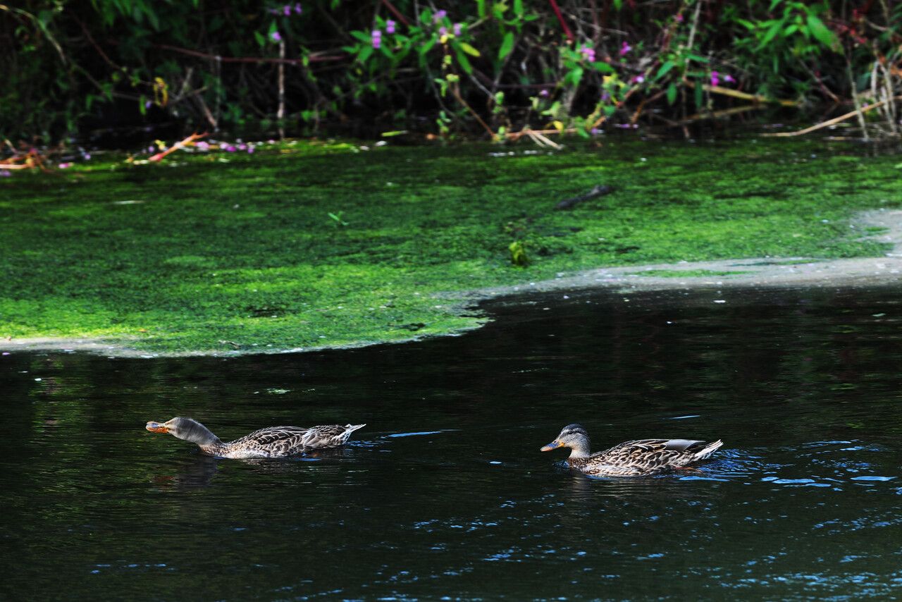 Eendjes in de Kempense Plassen