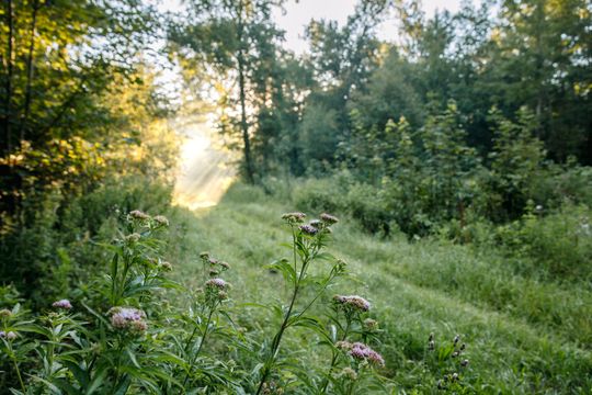 Groene begroeiing in het Kuinderbos in de Noordoostpolder,, op de achtergrond breekt de ochtendzon door de bomen heen.