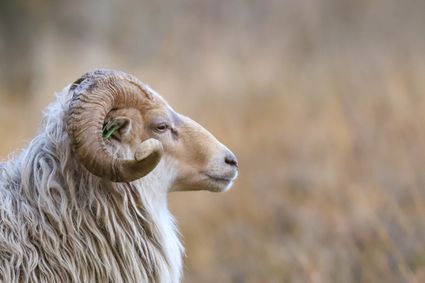 Drents heide schaap