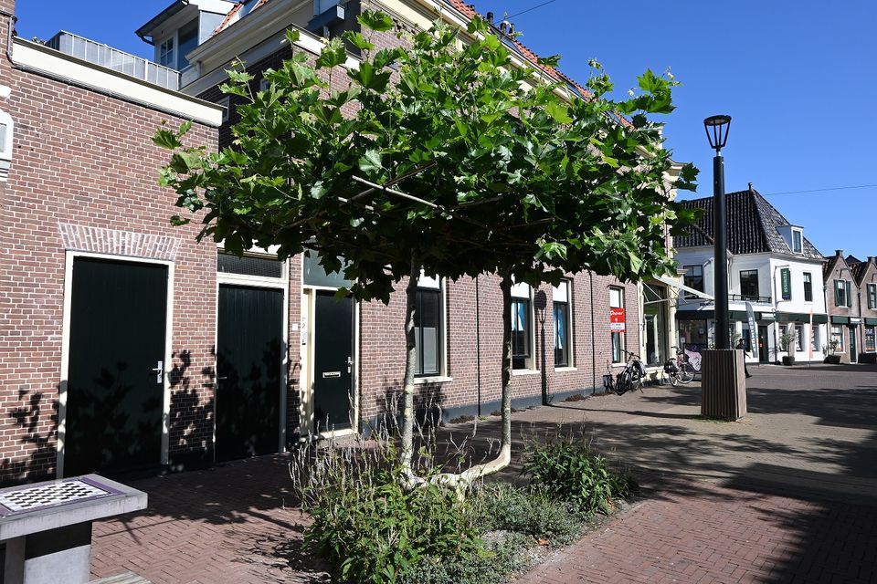 Een Plataan in de Willem Eggerstraat in Purmerend