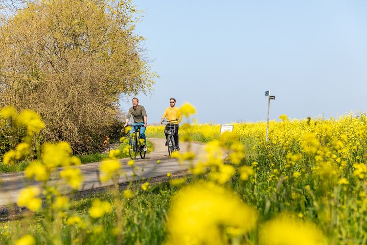Fietsen door bloemenveld