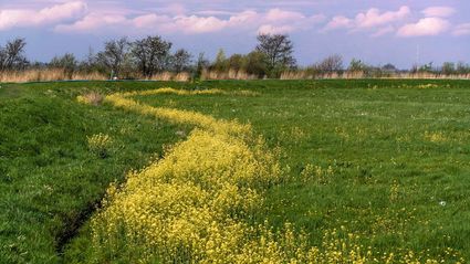 Uitzicht over weiland tijdens wandeling Boerenlandroute - Oostvaartroute