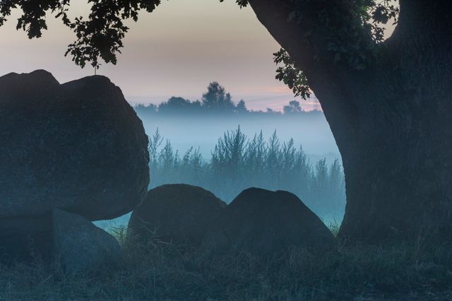 Hunegrab D42 und ein Baum vor einem nebligen Hintergrund.