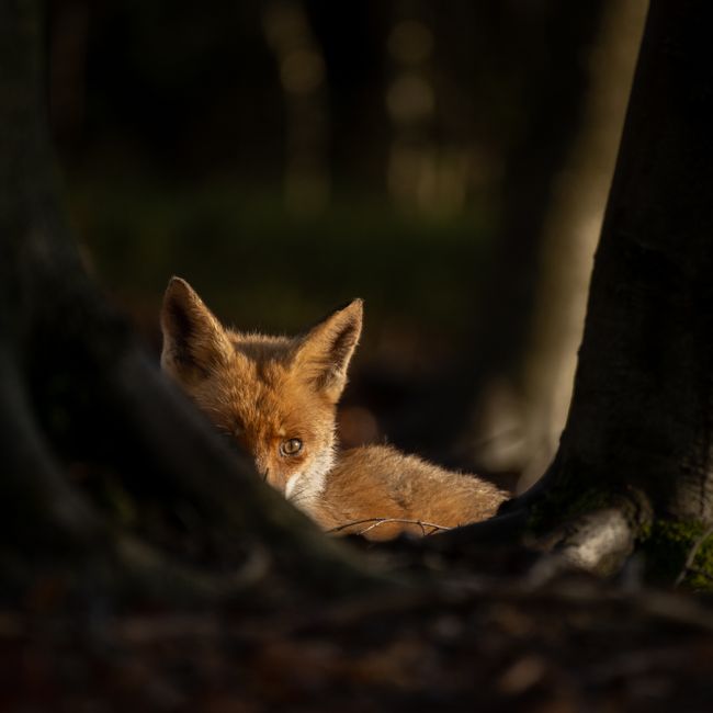 Vossen voorjaar ©Nunspeet uit de Kunst