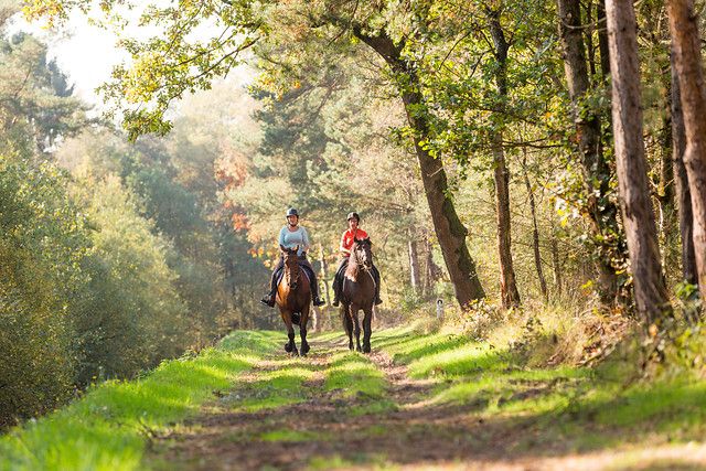 Paardrijden in het bos