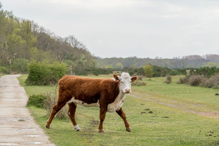 Natuurgebieden de Vroongronden in Renesse | Schouwen-Duiveland