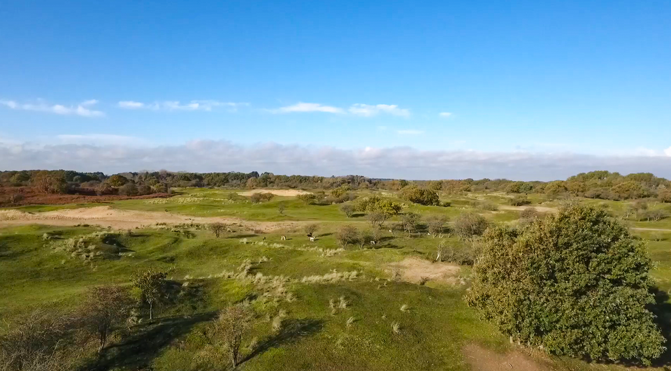 Duinen