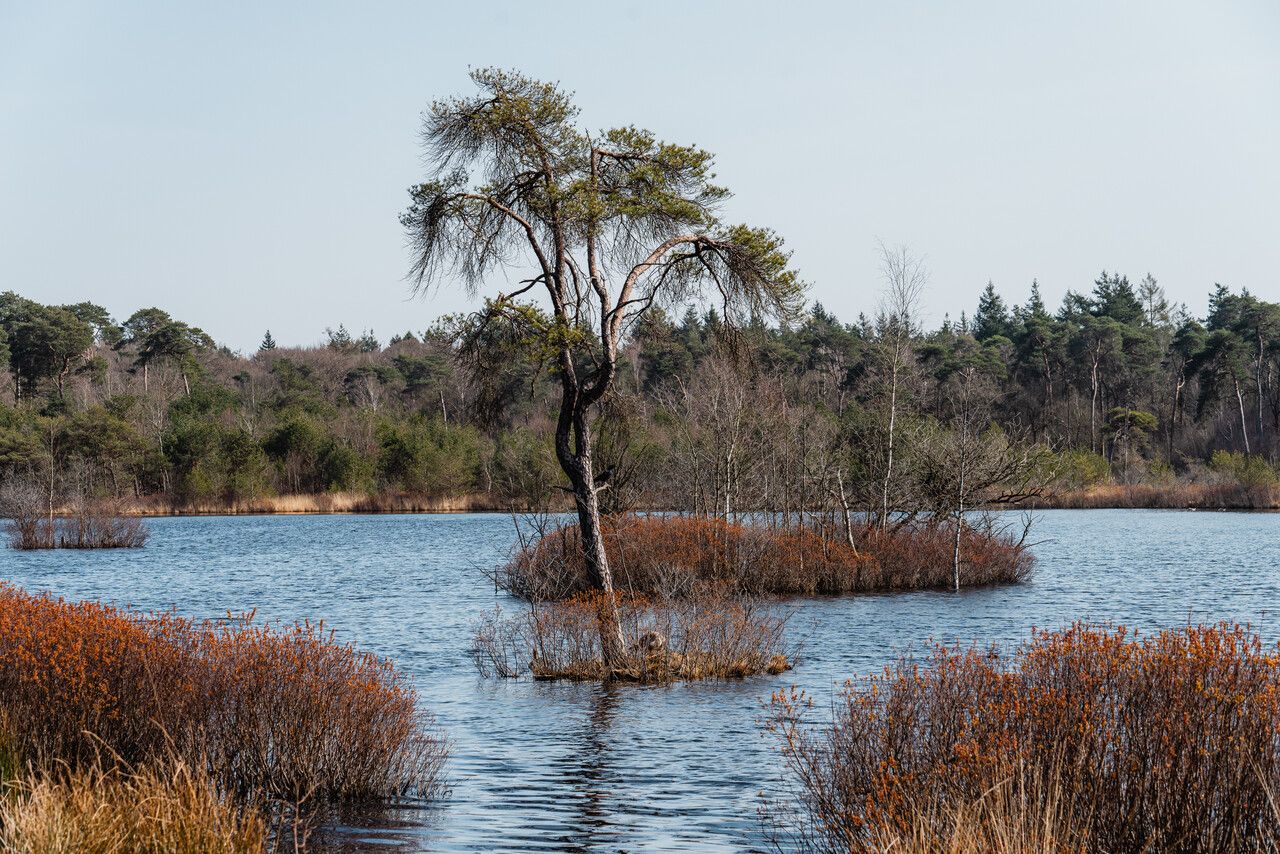 Oisterwijkse bossen en vennen