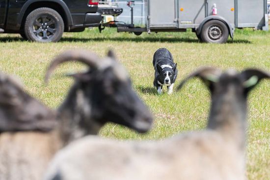 Diergeneeskunde Outdoor Event (DOE)