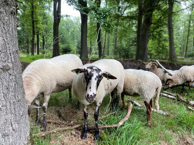 schapen kudde