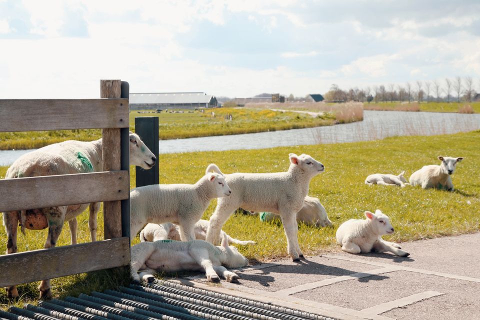Foto van schapen die bij ene hek staan tijdens een lekkere lentedag. Gras is groen en op de achtergrond zie je een watertje