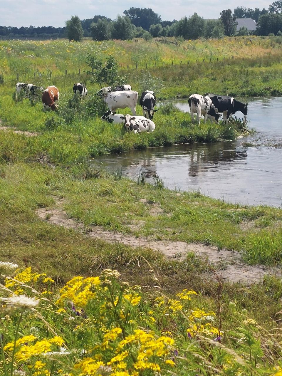 Landschap Brabantse Aa