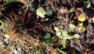 Zonnedauw met prooi en Gewone Waternavel