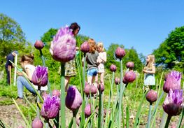 Moestuinmiddag Haanwijk