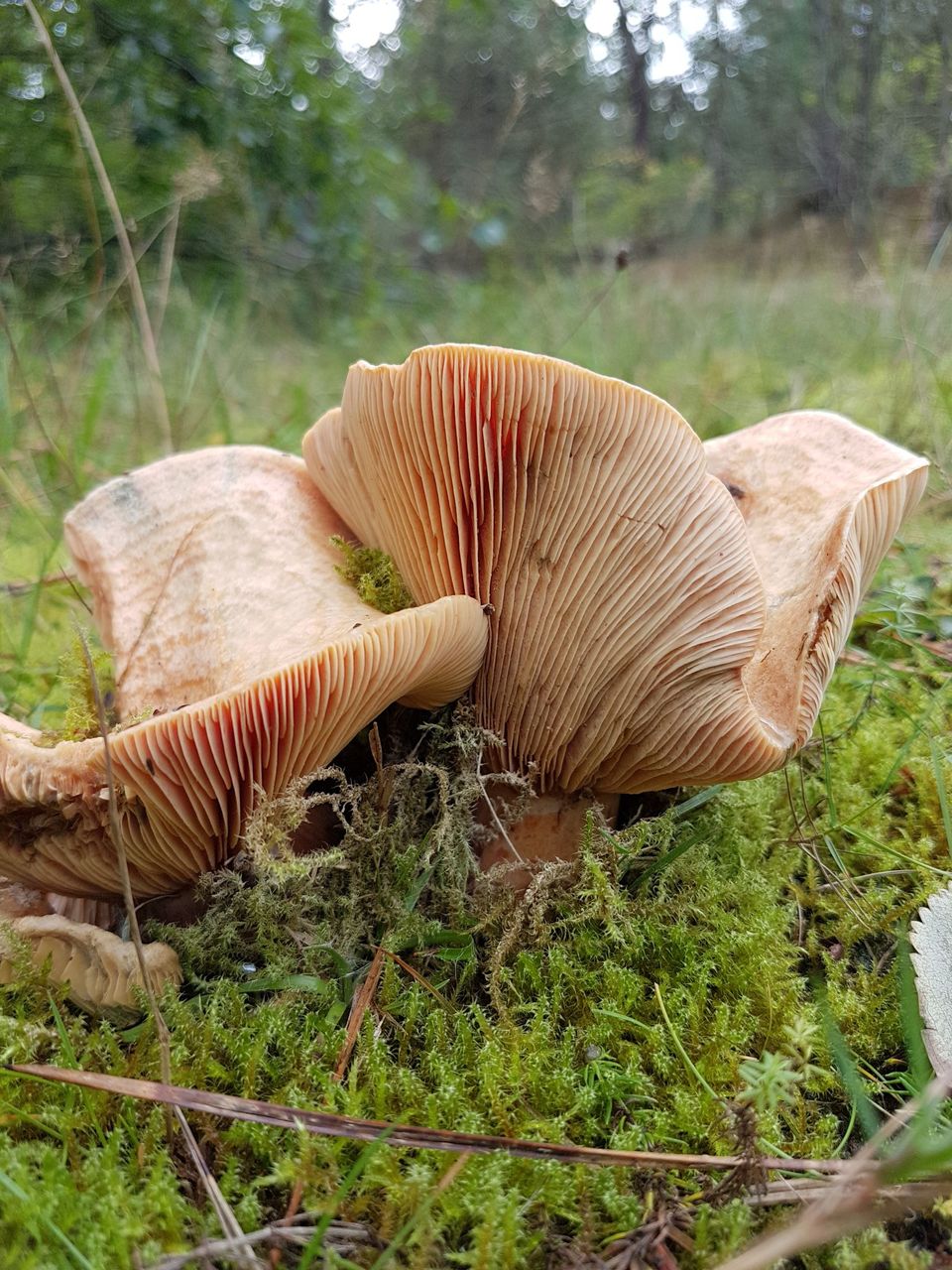 Paddenstoel in Bomenland Vlieland