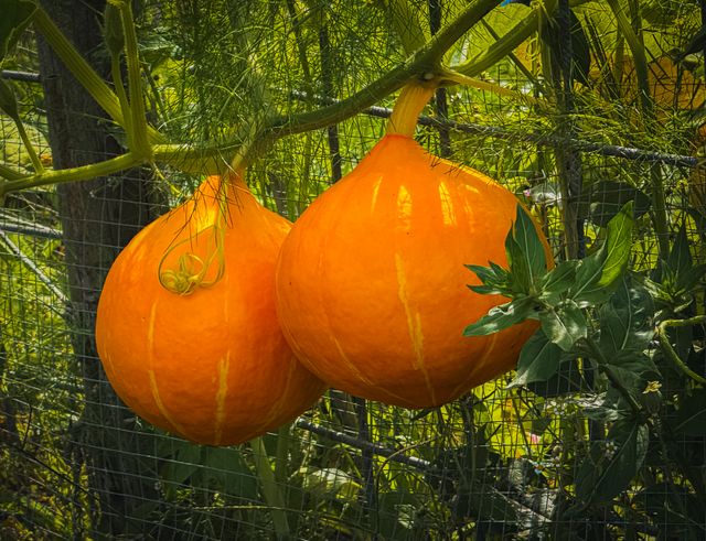 Twee oranje pompoenen hangen aan een rank bij de Kindertuinen.