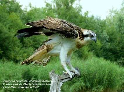 Lezing: Roofvogels en uilen