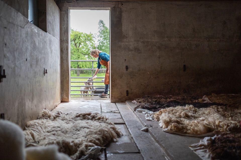 Binnen liggen gewassen schapenvachten te drogen, terwijl buiten een herderin haar schapen verzorgt bij Vacht & Wol in Harmelen, onderdeel van Hollandse Ambachten Utrecht Region.