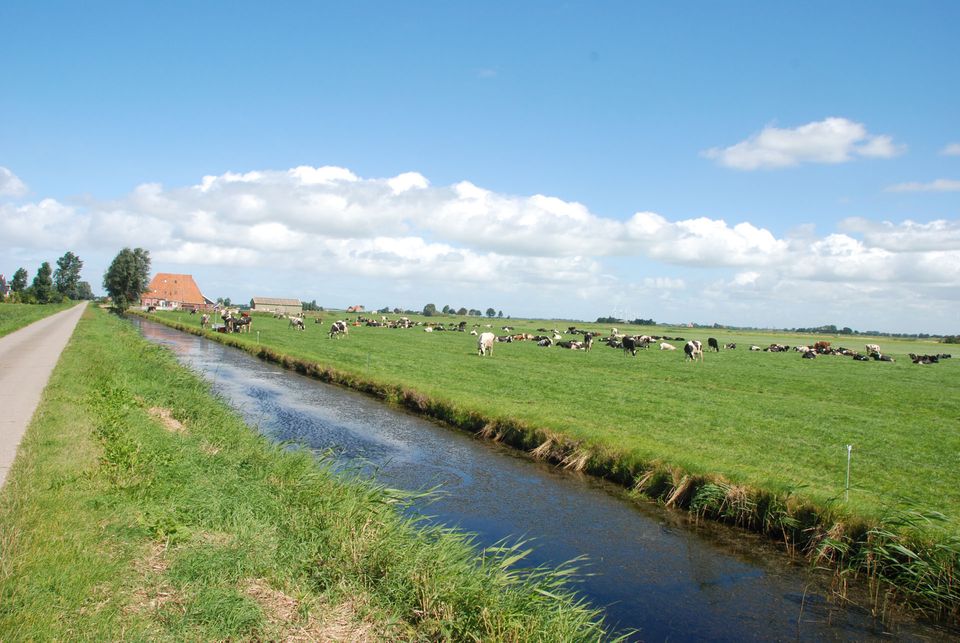 koeien in het land in de omgeving van workum