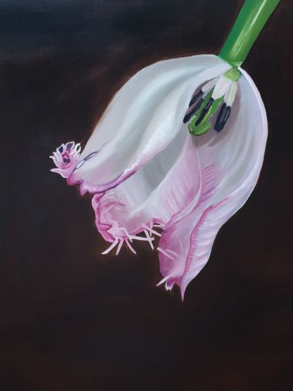 kunstwerk van Isabeau Limburg, een roze tulp tegen een zwarte achtergrond