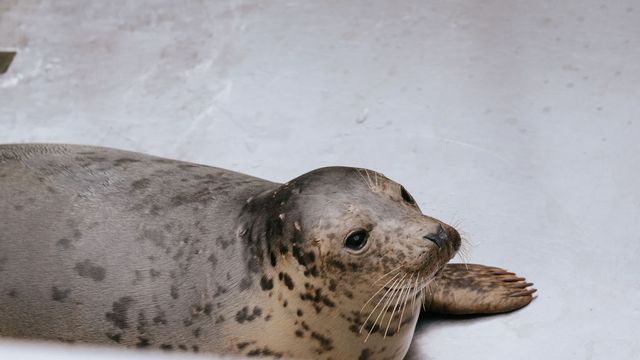 foto van een zeehond