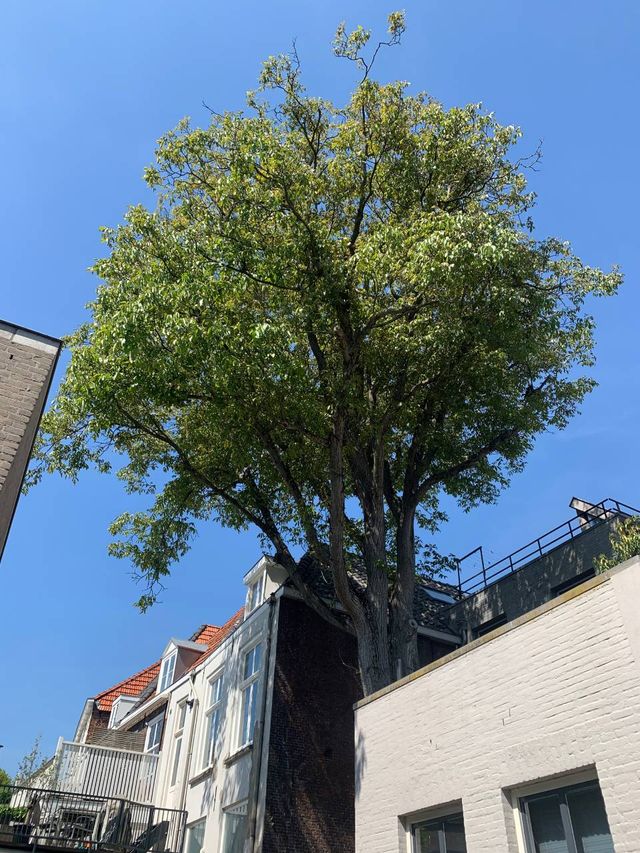 De monumentale notenboom.