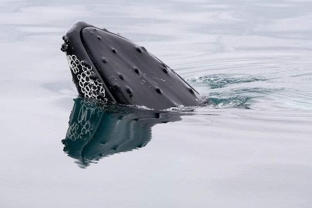Walvis die met zijn hoofd boven het water uitkomt.