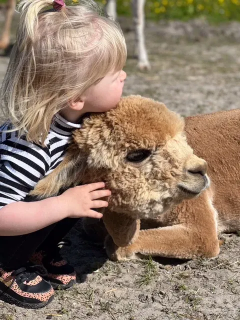 Een meisje die op de grond zit een knuffelt met een alpaca die naast haar ligt.