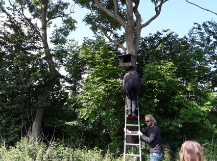 Nestkast torenvalk controle IVN Geldrop