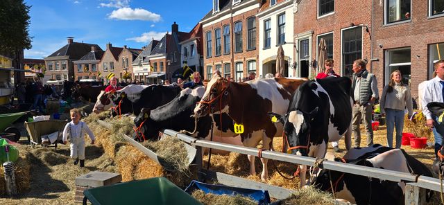 Koeien staan aan het hek tijdens de Veekeuringsdag in Workum.
