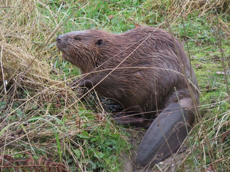 Thema-avond ‘De bever’