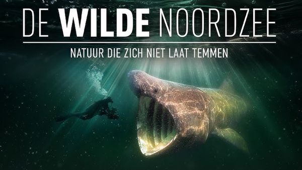 de wilde noordzee