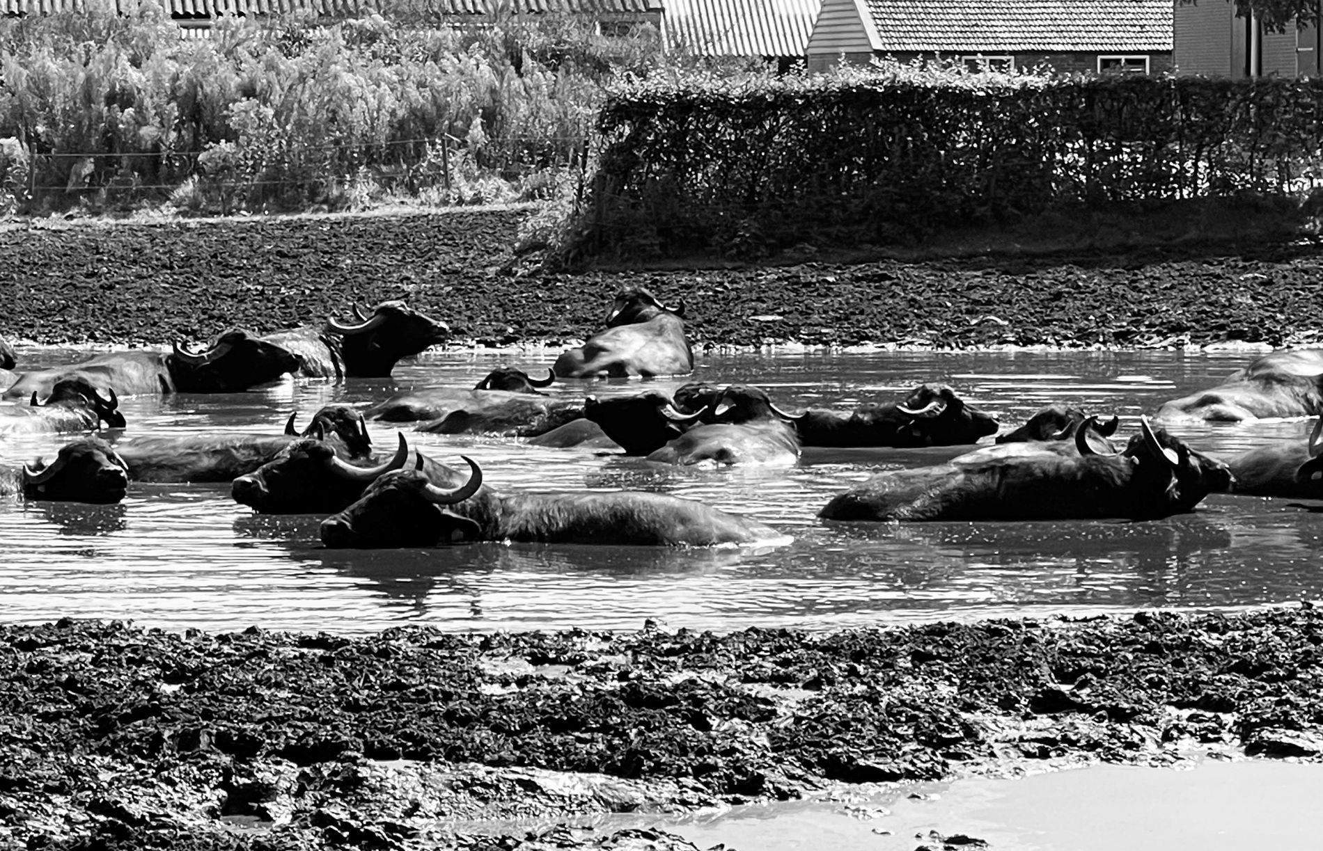 Waterbuffel boerderij