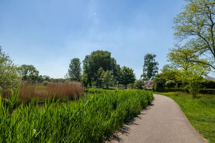 Dommelpad groen