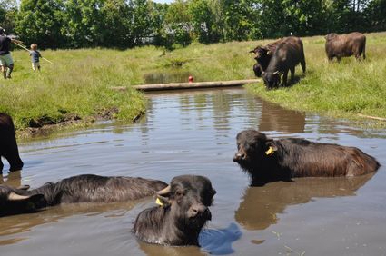 Boerengolfen tussen de waterbuffels