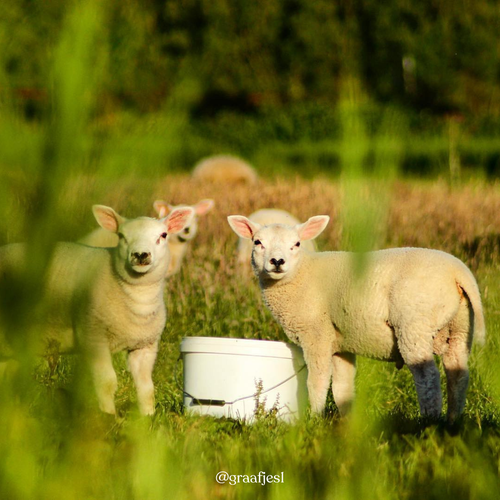 Lammetjes in het Oostzanerveld