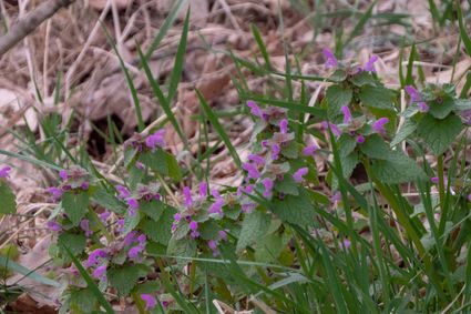 Zoek een uur mee naar bloeiende planten rond de jaarwisseling