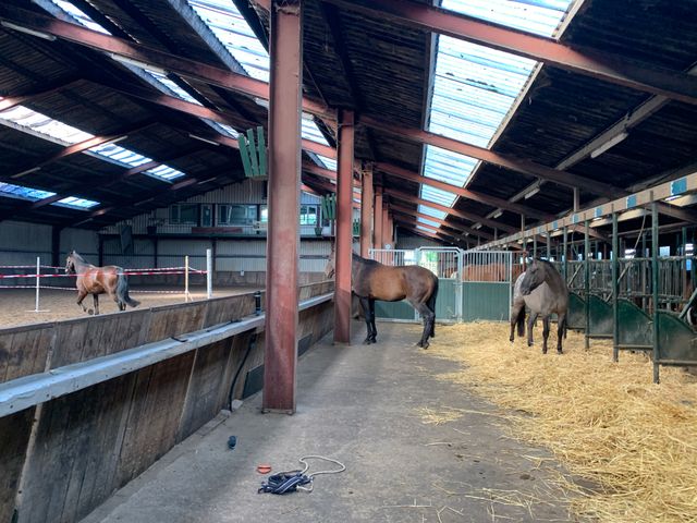 Pferde Natur Gatter von Loon