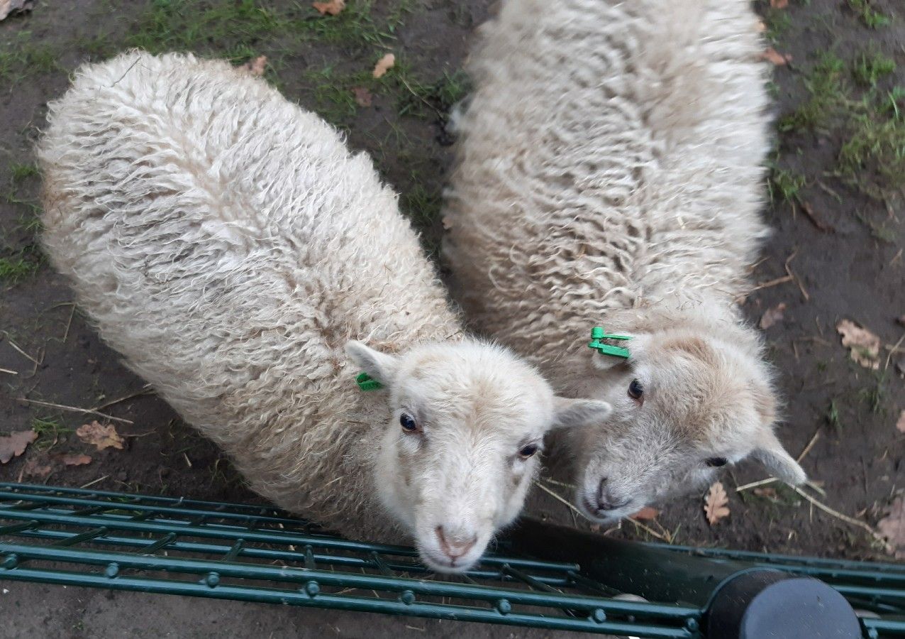 De Ossenbeemd - Kinderboerderij