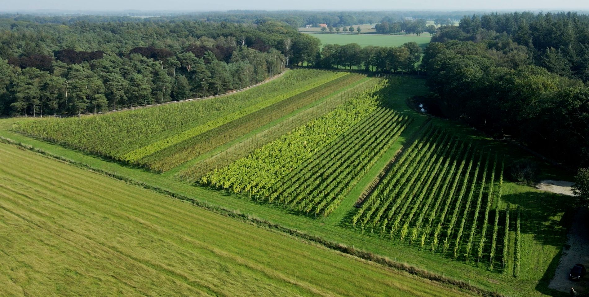 Luchtfoto van wijngaard By Ypma