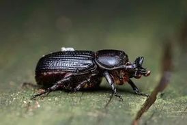 Rondje natuur: schorskevers o.a. de letterzetter