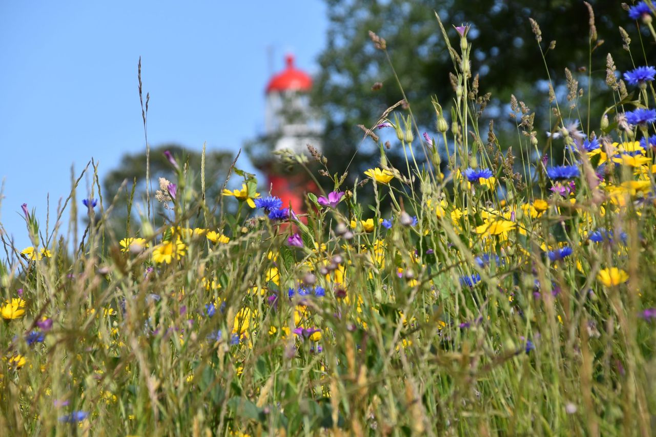 Vuurtoren Vlieland met bloemenzee (klein)
