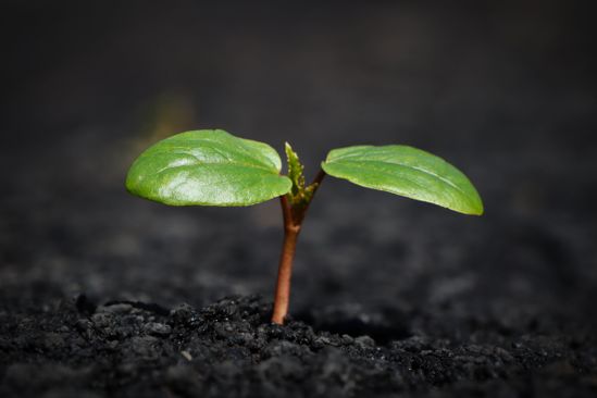 m-wie-moehre-plant-8338691_1559679234.jpg