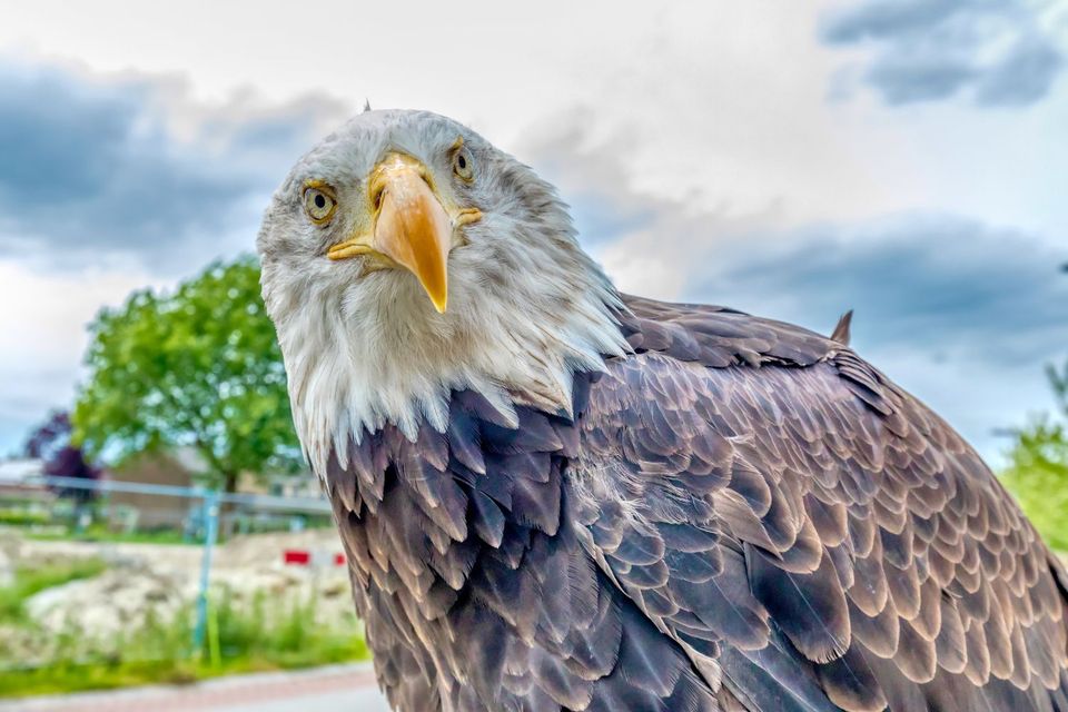Vogels zeearend